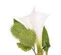 Datura stramonium Royalty Free Stock Photo