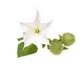 Datura stramonium Royalty Free Stock Photo