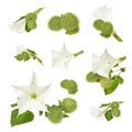 Datura stramonium Royalty Free Stock Photo