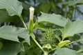 Datura stramonium flower and thorn apple