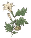 Datura Stramonium Illustration