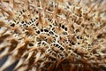Datura stramonium Jimson weed seed macro, abstract, spikes and web