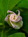 Datura stramonium, known by the common names thorn apple, jimsonweed or devil& x27;s snare, flower Royalty Free Stock Photo