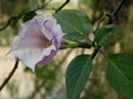 It is a flower of datura. People of Hinduism offer it to Lord Shiva. It is also used a lot in Ayurvedic medicines.Other English