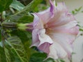 It is a flower of datura. People of Hinduism offer it to Lord Shiva. It is also used a lot in Ayurvedic medicines.Other English