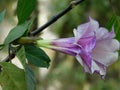 It is a flower of datura. People of Hinduism offer it to Lord Shiva. It is also used a lot in Ayurvedic medicines.Other English