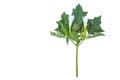 Datura stramonium with leaves, fruit and flowers Royalty Free Stock Photo