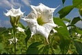 Datura stramonium is a perennial plant with white flowers