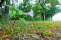 Datura stramonium Royalty Free Stock Photo