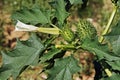 Datura stramonium, jimsonweed