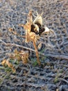 Datura Stramonium Plant with Seedpods in the Fall.