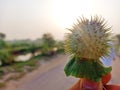 Datura stramonium or  thorn apple in hand Royalty Free Stock Photo