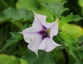 Datura stramonium with white flower, dangerous poisonous plant Royalty Free Stock Photo