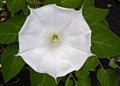 Datura white flower