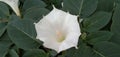Datura wrightii Regel | Datura innoxia Mill white flower Royalty Free Stock Photo