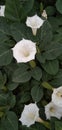 Datura wrightii Regel | Datura innoxia Mill useful tropical plant Royalty Free Stock Photo