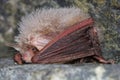 Daubenton\'s bat or Daubenton\'s myotis (Myotis daubentonii) wintering in the cave Royalty Free Stock Photo