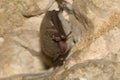 Daubenton`s bat hibernating in a bunker system. Myotis daubentonii.