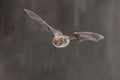 Daubentons bat flying in dark habitat Royalty Free Stock Photo