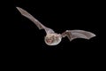 Daubentons bat flying on dark background Royalty Free Stock Photo