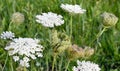 Daucus carota. Royalty Free Stock Photo