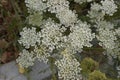 Daucus carota in bloom Royalty Free Stock Photo
