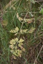 Daucus carota in bloom Royalty Free Stock Photo