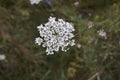 Daucus carota in bloom Royalty Free Stock Photo