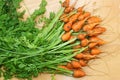 Daucus carota carrot