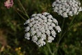 Close-up of a wild carrot growing between grass