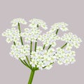 Daucus carota