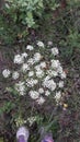 Daucus carota flower with woman shoes in Duboko village, near Uzice Royalty Free Stock Photo