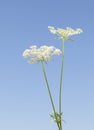 Daucus carota two flowers Royalty Free Stock Photo