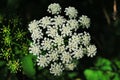 Daucus carota wild carrot, bird`s nest, bishop`s lace,  Queen Anne`s lace flower blossom top view Royalty Free Stock Photo