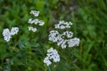 Daucus Carota, Or Wild Carrot, Bird`s Nest, Bishop`s Lace, Queen Anne`s Lace, A White, Flowering Plant In The Family Apiaceae,