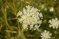 Daucus carota or wild carrot or birds nest in july Royalty Free Stock Photo