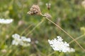 Wild Daucus Coratas, Ant is walking on,Floral Background