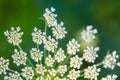 Daucus carrota Queen Anne's Lace Royalty Free Stock Photo