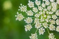 Daucus carrota Queen Anne's Lace Royalty Free Stock Photo