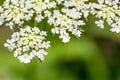 Daucus carrota Queen Anne's Lace Royalty Free Stock Photo