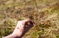 Daucus carota common wild carrot, bishop lace and Queen Anne lace medical herb Royalty Free Stock Photo