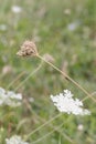 Daucus Corata, Ant is walking on, Floral Background