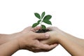 daughter hands in dad hands holding green young plant on grungy cement texture background Royalty Free Stock Photo