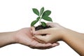 daughter hands in dad hands holding green young plant isolated on white background Royalty Free Stock Photo