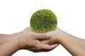 Daughter  hands in dad hands holding green young plant isolated on white background Royalty Free Stock Photo