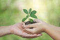 daughter hands in dad hands holding green young plant on nature background Royalty Free Stock Photo