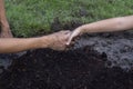 Daughter shake hands with father dirty from the soil to join hands in planting trees in the garden.