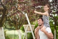 Daughter sitting on dad`s shoulders picking cherries