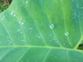 Dauh taro that got splashed by dew in the morning Royalty Free Stock Photo