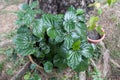 Daun kaduk or piper sarmentosum planted on pot as food and herbal medicine Royalty Free Stock Photo